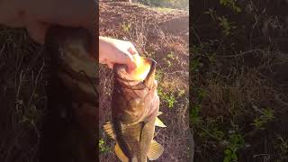 Bluegill as Bait  Big Bass [upl. by Teerell]