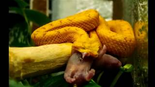 Кормление змей Trimeresurus gumprecht and Bothriechis schlegelii Feeding snakes [upl. by Nered]