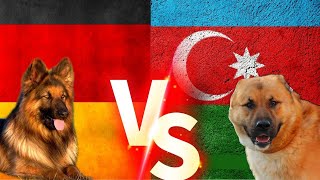 Alman Kurdu Vs Qurdbasar  Kurtbasar Gurdbasar  Köpekleri İti qurdbasar almankurdu köpek [upl. by Jere431]