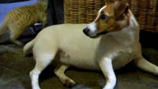 Meerkat vs Jack Russell Terrier [upl. by Ettelorahc107]