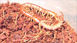 Centipede Eats Other Centipede 2 [upl. by Hallee178]