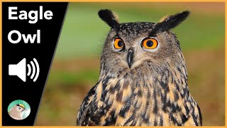 Eagle Owl  Sounds [upl. by Laeria]