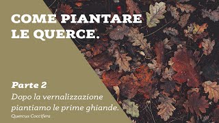 COME PIANTARE LE QUERCE  DOPO LA VERNALIZZAZIONE PIANTIAMO LE PRIME GHIANDE  Ep14  RimboscaMENTI [upl. by Aliam]