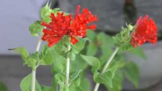 Bouvardia ternifolia in bloom 20130902 [upl. by Lexine771]