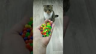 Satisfying reverse video Cat Marbles ASMR [upl. by Yoko]