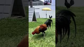 Stag Show CHAMPION United Gamefowl BreedersPH [upl. by Esikram]