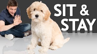 How to Teach your Puppy to Sit and Stay [upl. by Anaya]