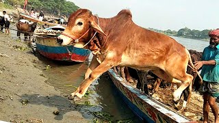 Cow Unloading↑ Gorur Video↑Bulls Video 2024↑What a Jump😱 [upl. by Toddy]