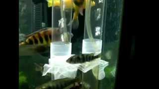 How to make African Cichlid Egg tumblers DIY with instruction by Daryl Warren [upl. by Eustasius]