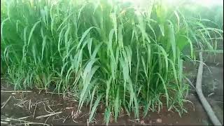 Juncao Grass Turkana County Fodder Availability for All Livestock FarmersContact us on 0752600777 [upl. by Broome]