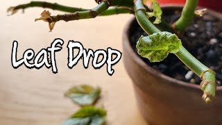 Stop Begonia Maculata leaves from dropping Tips and Tricks [upl. by Mercer]