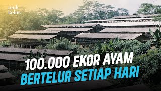 Bagaimana Peternakan Ayam Petelur Ini Menghasilkan 3jt Telur Perbulan Dengan Omzet 3 MILIAR [upl. by Denby]