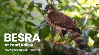 Besra with kill at Pearl Valley bangalore  Indian birds video [upl. by Eiramanel]