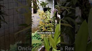 Anggrek Oncidium Brassia Rex anggrek anggrekonline anggrekmurah [upl. by Craddock34]