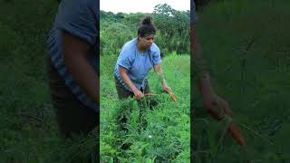 capinando agricultura agroecologia vidanaroça capina agriculturafamiliar [upl. by Buyse170]