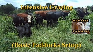 Intensive Grazing Basic Paddocks Setup [upl. by Eelrahs]