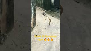 Snake Vs Mongoose Fight 🔥🔥🔥 [upl. by Walley]