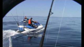 Gannets Dive Bombing for Fish [upl. by Zashin]