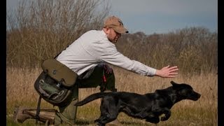 Picking up with Dave Ross and Ravenshall Gundogs on a driven pheasant shoot [upl. by Ole]