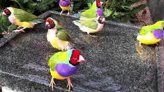 Stunning Gouldian Finches Mating Dance [upl. by Roter]