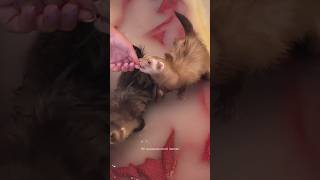 Leur petit bain d’avoine annuel 🥰🫶🏻 furet furets ferret ferrets funnyvideos funnyshorts [upl. by Onil]