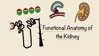 Functional Anatomy of the Kidney  Structure and Function of the Nephron  Renal Physiology [upl. by Acire]