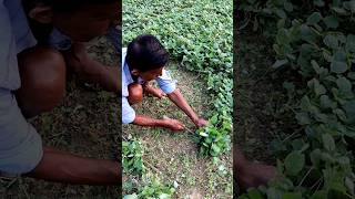 Harvesting Amaranthus A Leafy Vegetable shorts [upl. by Reni656]