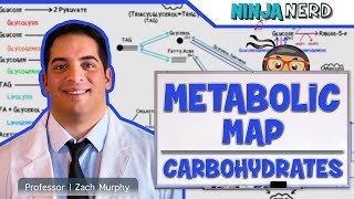 Metabolism  The Metabolic Map Carbohydrates [upl. by Polinski]