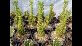 How to grow cactus Austrocylindropuntia subulata monstrosa [upl. by Dickenson997]