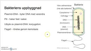 1 Smått och gott Bakterier och virus [upl. by Mae431]