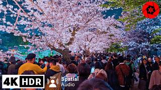 Crazy Crowds at Tokyo’s Top 5 Cherry Blossom Spots  4K HDR  2 Hours walk [upl. by Davide]