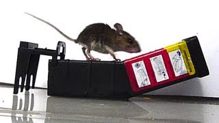 SLOW MOTION Mouse Trap FAIL [upl. by Hieronymus]