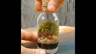 A unique idea with a discarded glass jar terrarium plants design [upl. by Mccarthy]