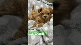 Maltipoo dog when weekend starts✋dog dogs maltipoo puppies shortvideo shorts cute puppy [upl. by Onirefes]