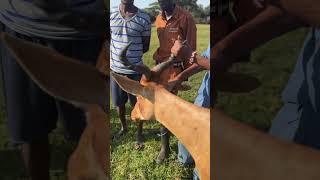 Masai Mara Medical attention to Wild animal [upl. by Wojcik151]