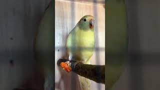 🥕🥕 birds kakariki birdfeed parakeet food carrot parrot colours green yellow orange [upl. by Nylirem347]