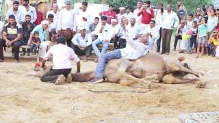 New Camel Stunt  New Rajasthani Song 2024  New Camel Dance priyanshu [upl. by Hnim]