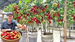 Growing Tomatoes Without Watering Doubling Yield And Harvesting Continuously [upl. by Etheline]