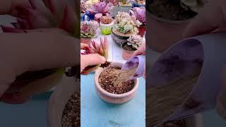 Technique repotting succulents shortvideo houseplant nature plants indoorgardening shorts [upl. by Yerga32]