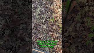 Tips to help you the next time you are tracking a deer hunting hoytarchery dialedarchery [upl. by Saihttam399]