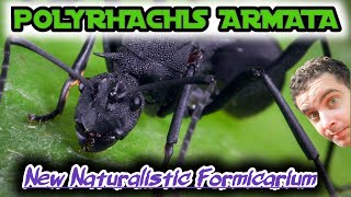 Polyrhachis Colony Naturalistic Formicarium [upl. by Bunker]