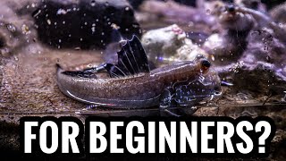 Top 5 Brackish Fish For Beginners [upl. by Namqul]