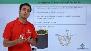 Class 11th  Eukaryotes  Centrosome and Centrioles  Cell The unit of Life  Tutorials Point [upl. by Eannaj209]