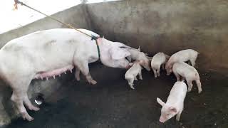 PIGGERY FARM 🐖 23 heads PIGLETS 2 weeks old INAHIN BABOY ng sleeping 😴 time after shower 🚿 clean [upl. by Malo]