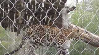 Meet the African Leopard at Southwicks Zoo [upl. by Early]