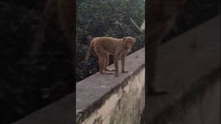 Monkey sound 🌟  monkey sounds bandar mama hanuman ji  बंदर का वेडिओ funny love cute shorts [upl. by Holzman]