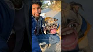 Lala kabutar par mare😅doglover funny comedy sorst sorts vaira vlog dogfunnyshorts terndnig [upl. by Yggam]