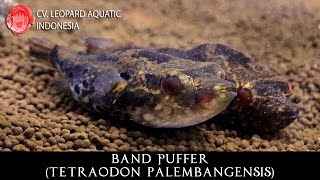 Tetraodon palembangensis The DRAGON PUFFER Leopard Aquatic P001B [upl. by Dearden]