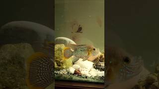 Green Terror Cichlid aquarium shorts [upl. by Nitas]