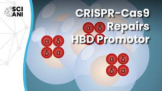 Using CRISPRCas9 to repair the HBD promoter leads to increased production of hemoglobin HbA2 [upl. by Heddi]